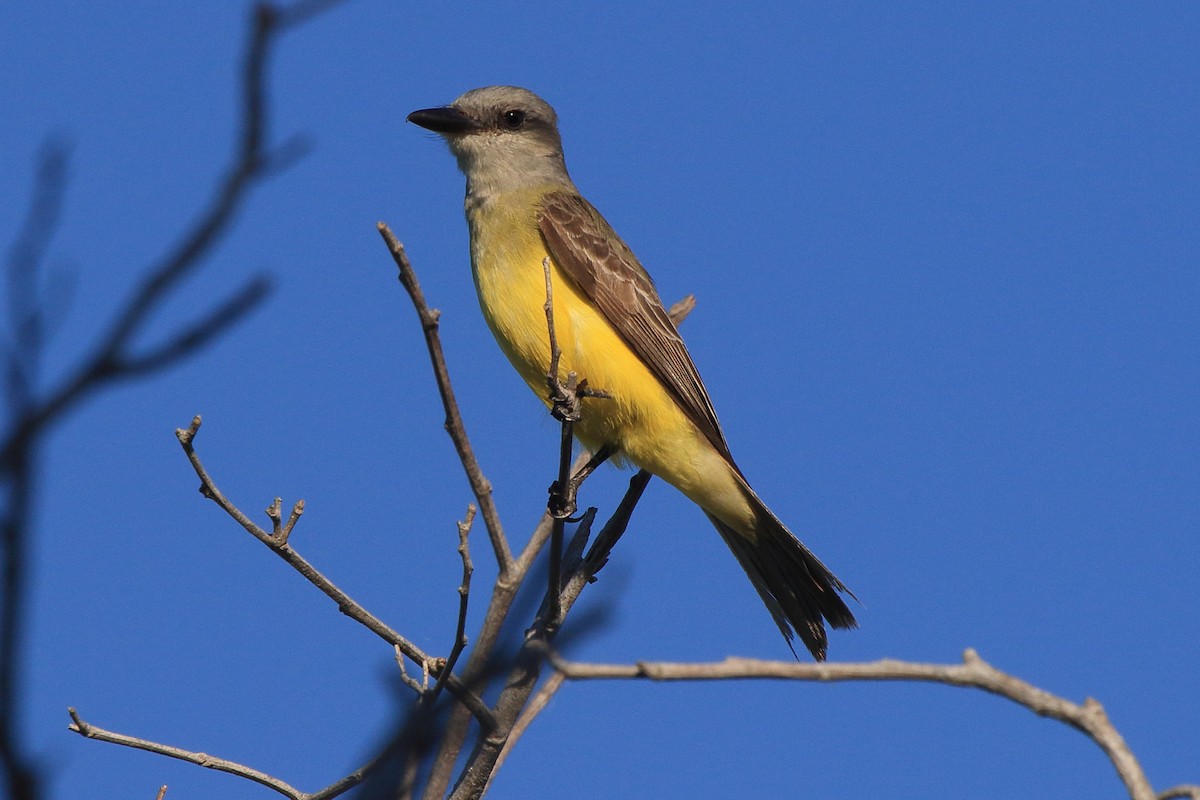 Tropical Kingbird - ML641439473