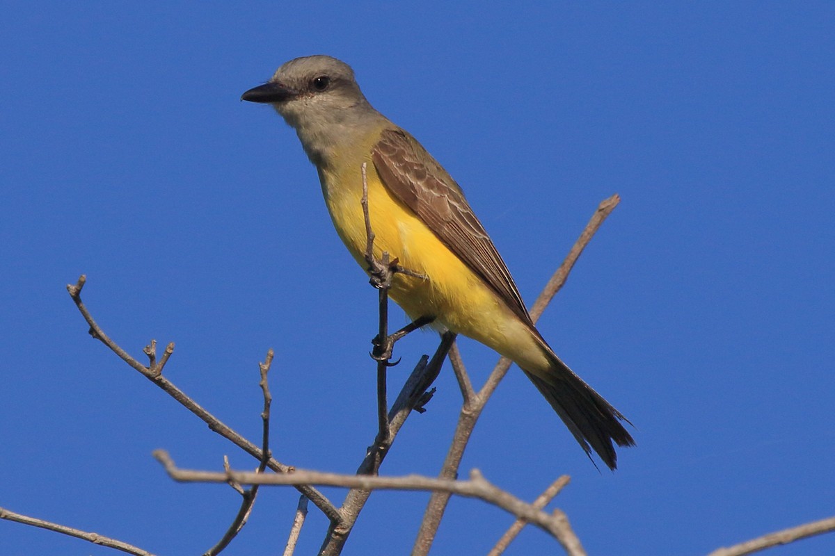 Tropical Kingbird - ML641439474