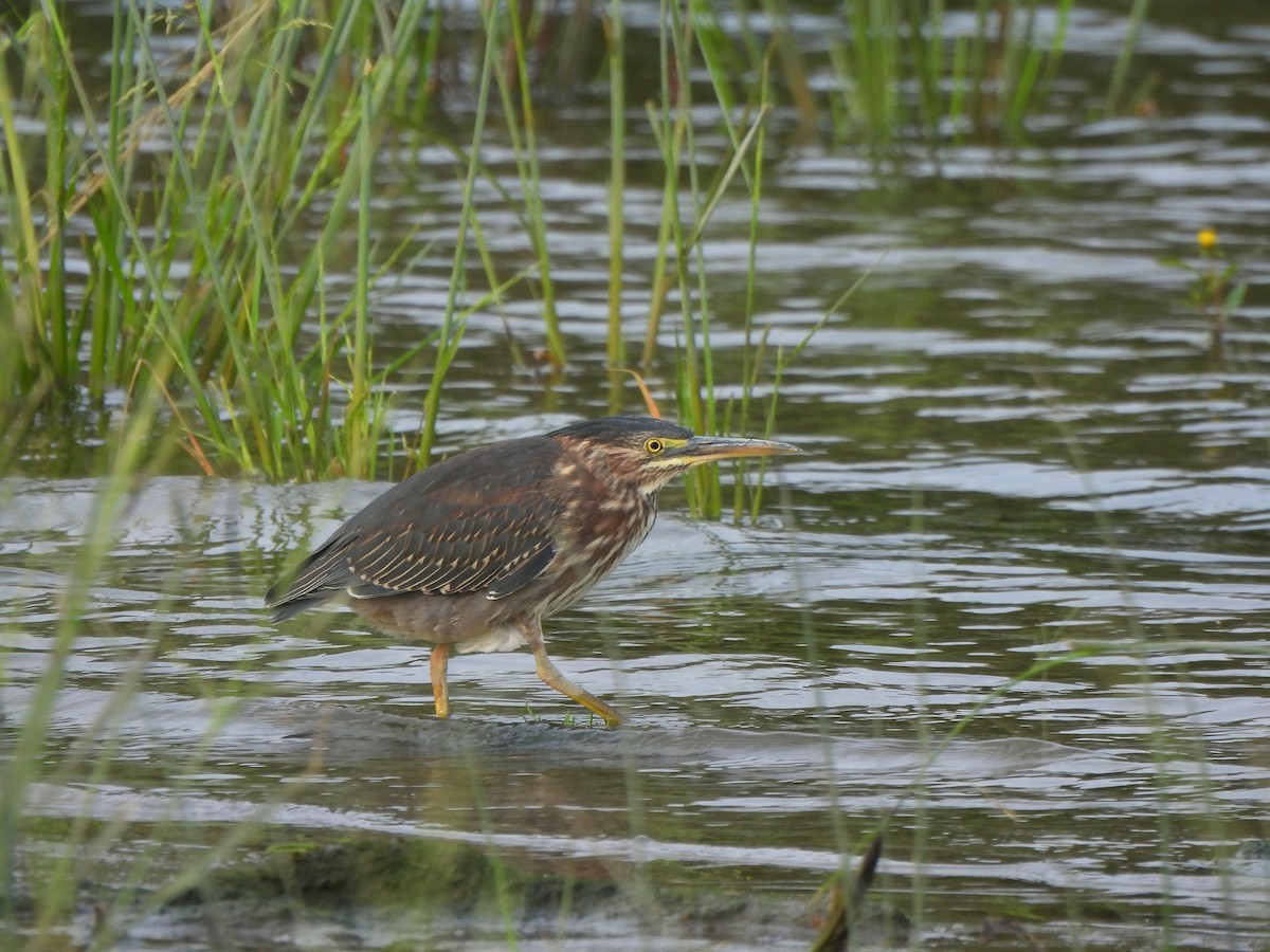 Green Heron - ML641439511