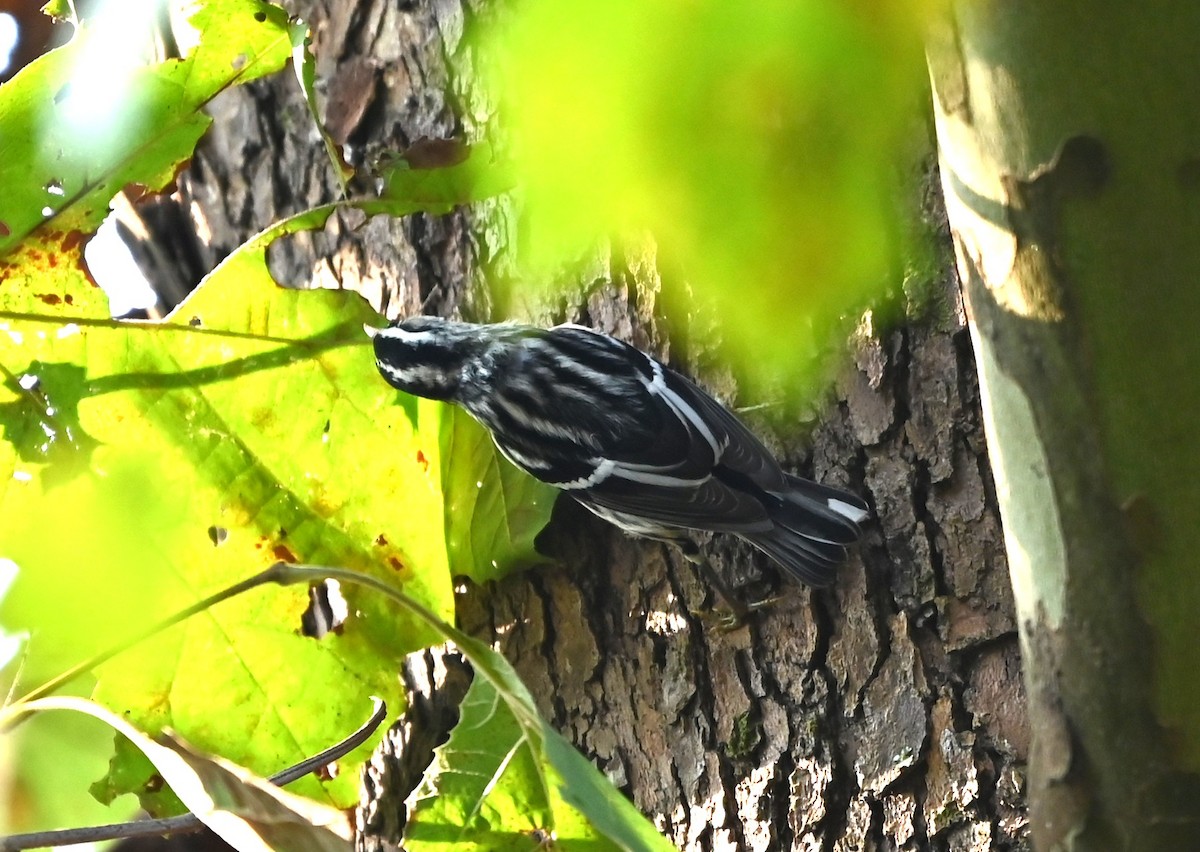 Black-and-white Warbler - ML641439514