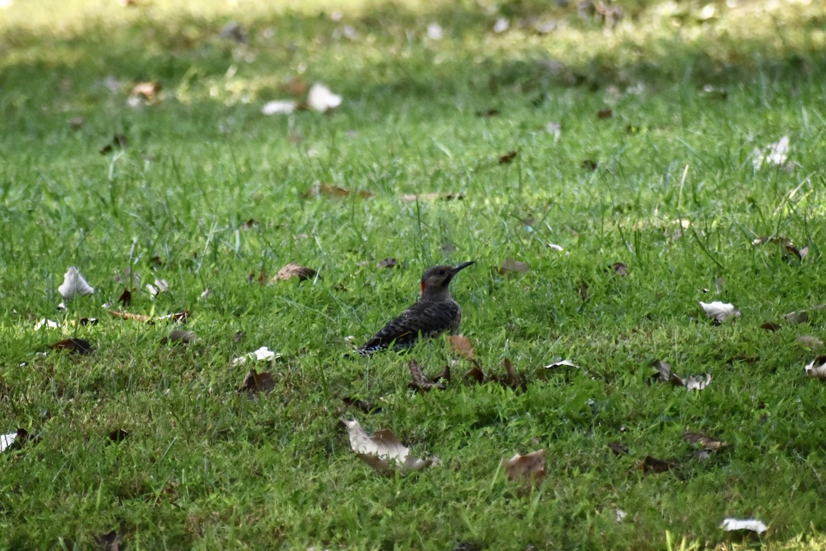 Northern Flicker - ML641439515