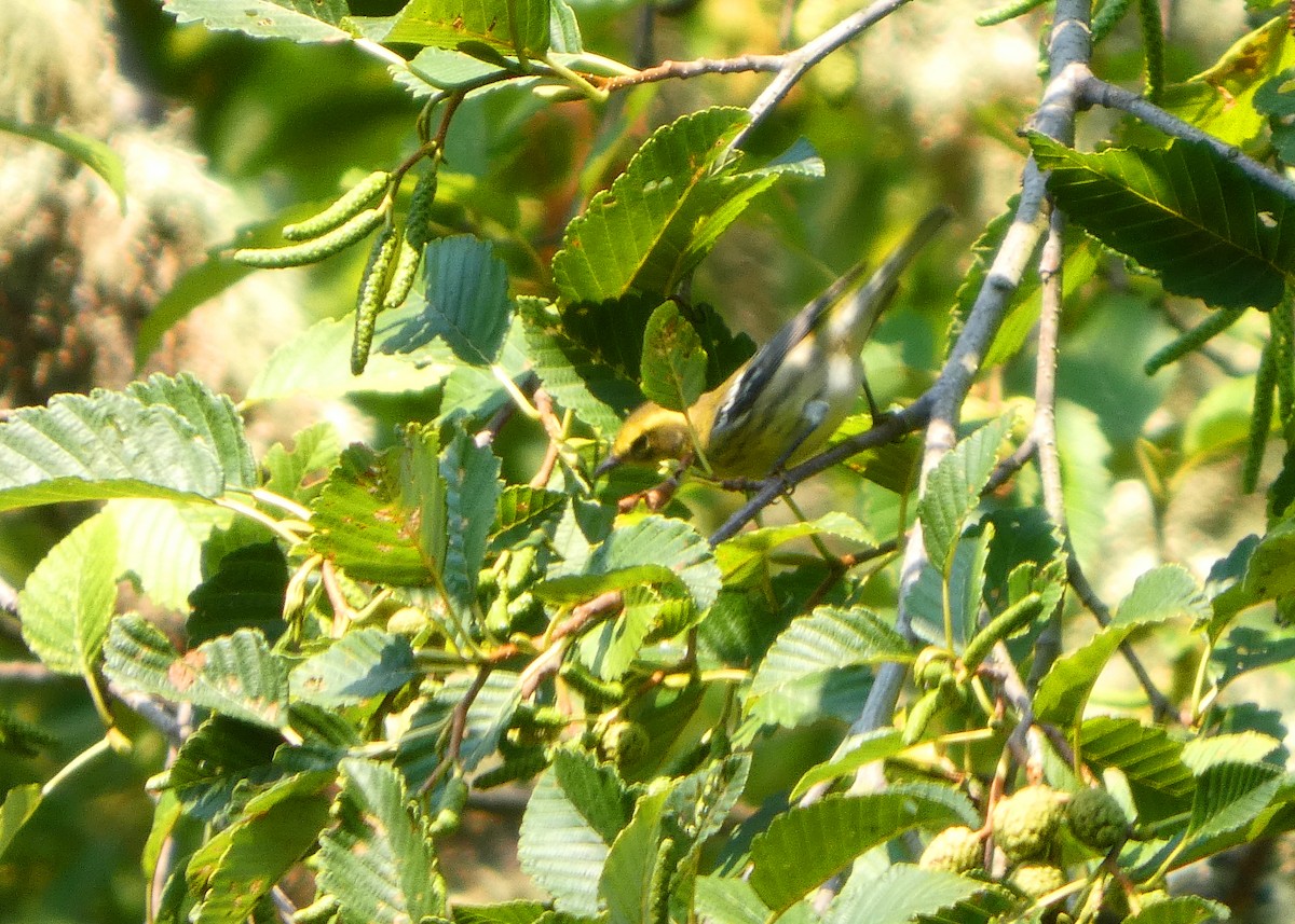 Townsend's Warbler - ML641439516
