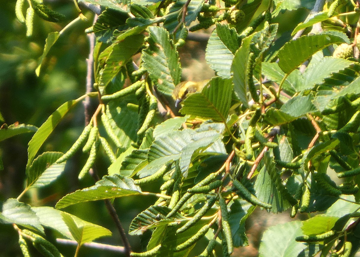 Townsend's Warbler - ML641439517