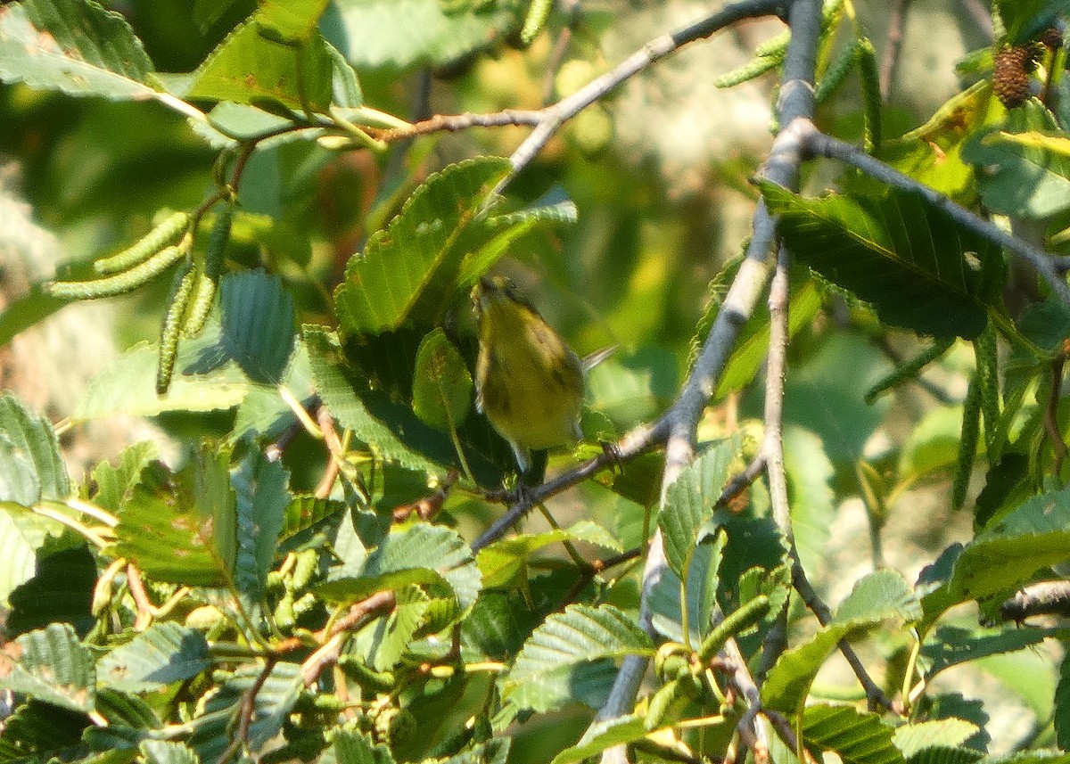 Townsend's Warbler - ML641439518