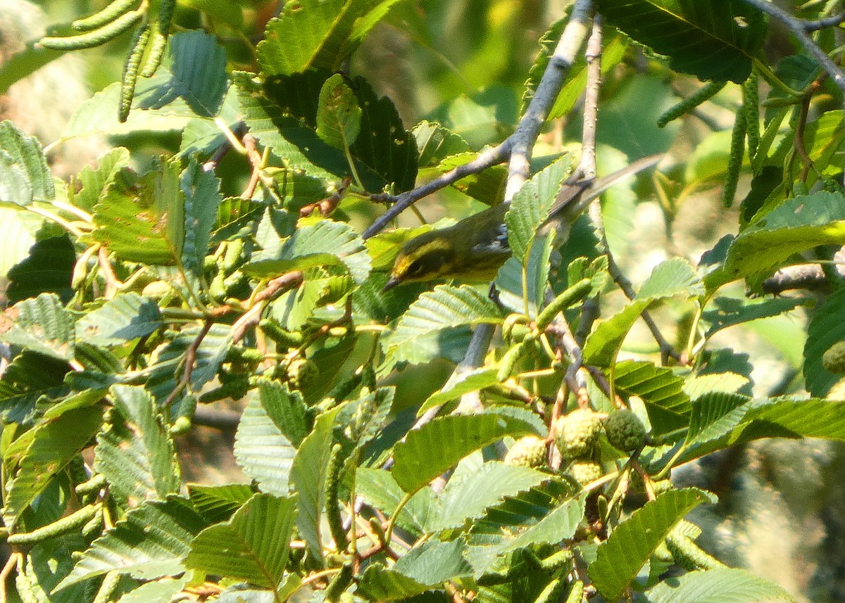 Townsend's Warbler - ML641439519