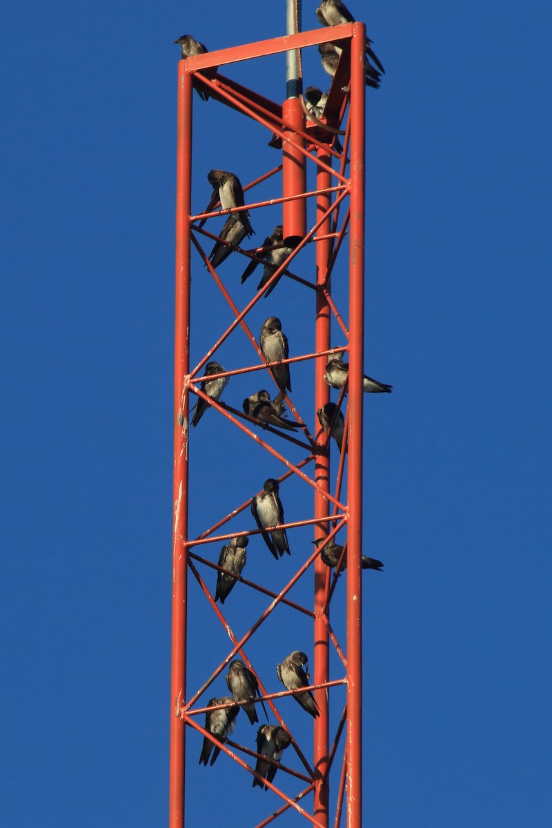 Gray-breasted Martin - ML641439520