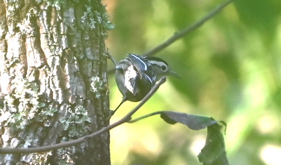 Black-and-white Warbler - ML641439522