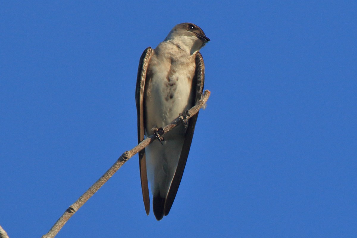 Brown-chested Martin - ML641439525