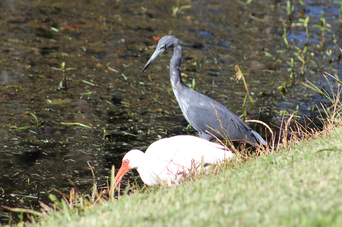 Little Blue Heron - ML641439526