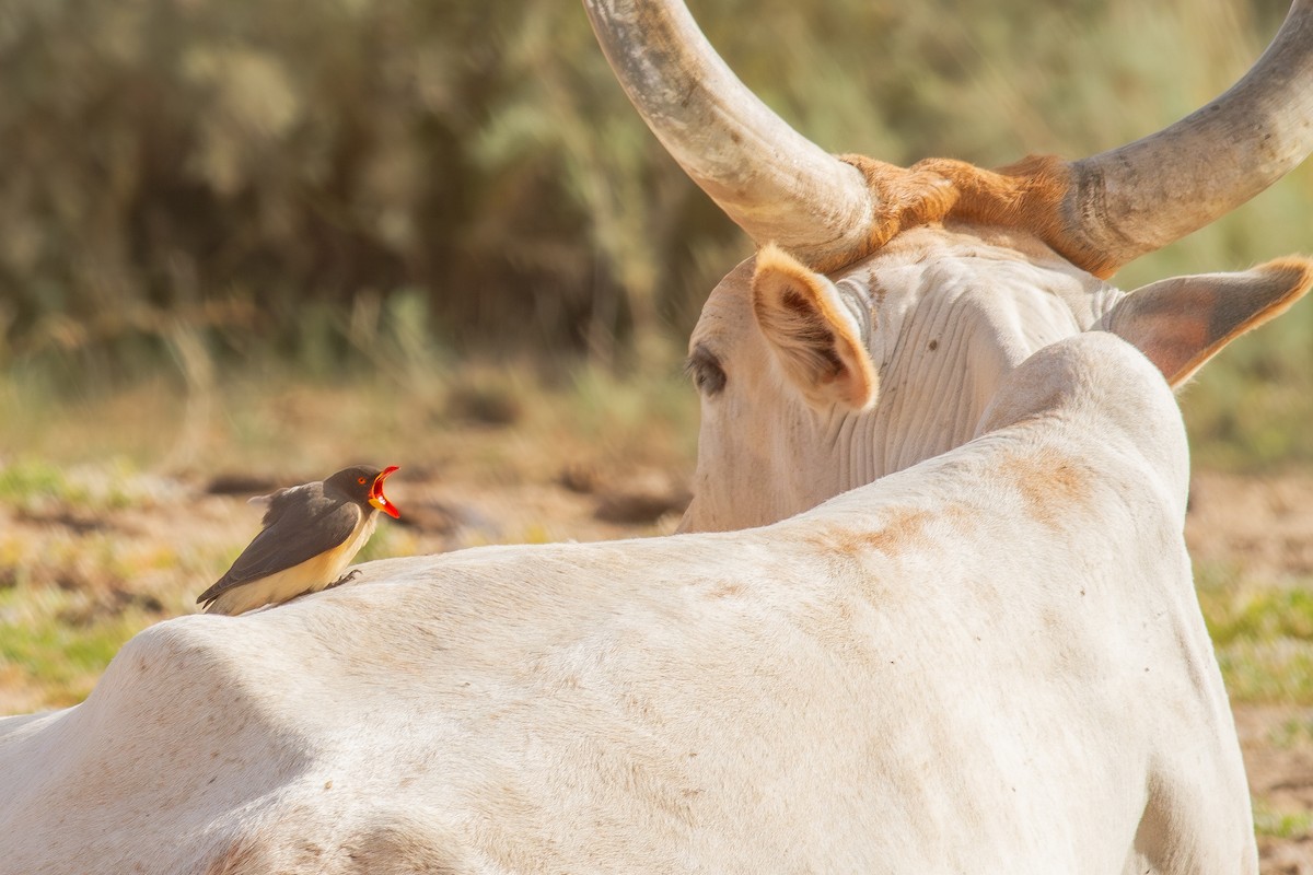 Yellow-billed Oxpecker - ML641439527