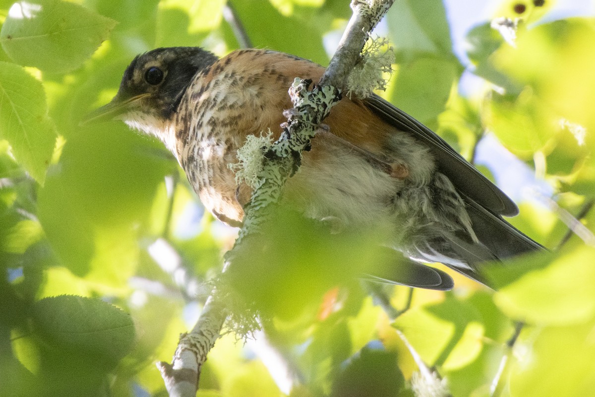American Robin - ML641439528