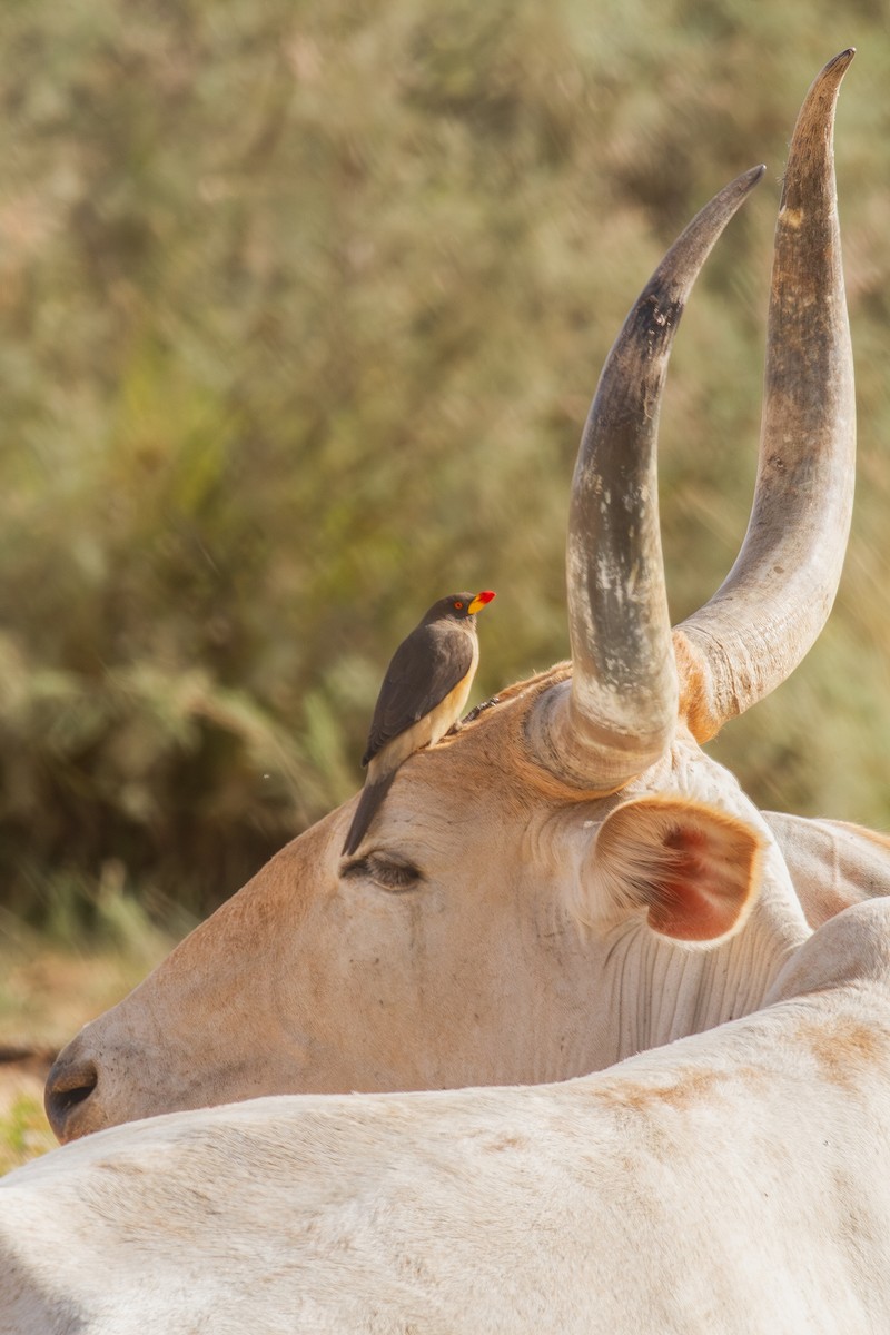 Yellow-billed Oxpecker - ML641439529