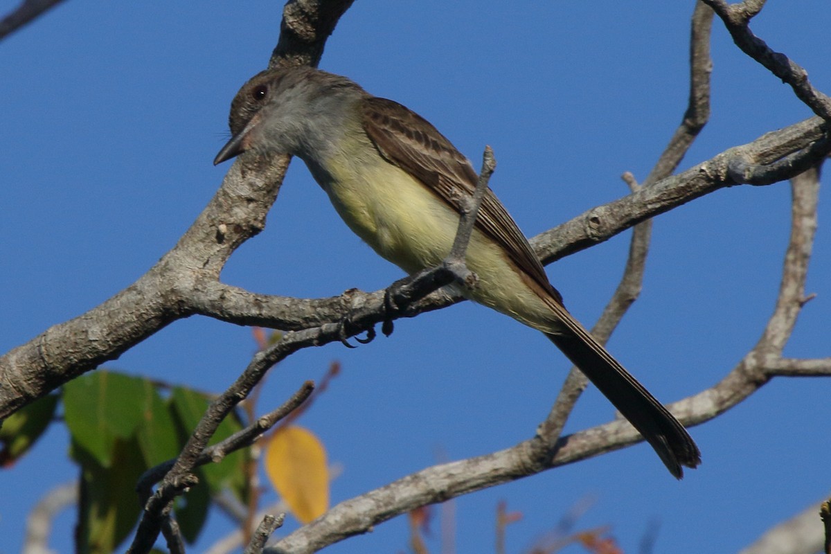 Short-crested Flycatcher - ML641439531