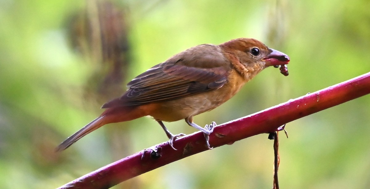 Summer Tanager - ML641439532