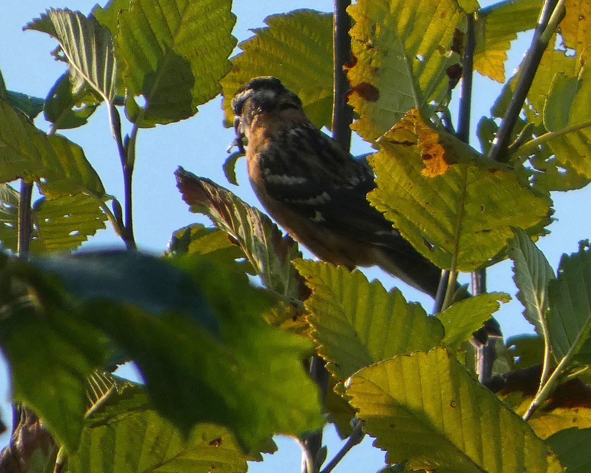 Black-headed Grosbeak - ML641439533