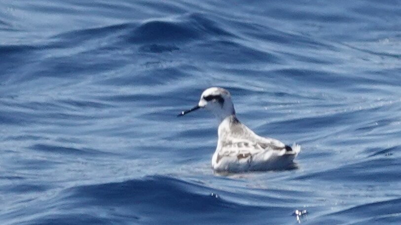 Red-necked Phalarope - ML641439534