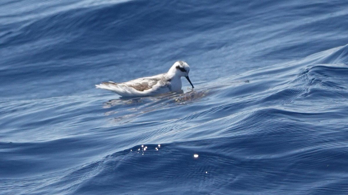 Red-necked Phalarope - ML641439535