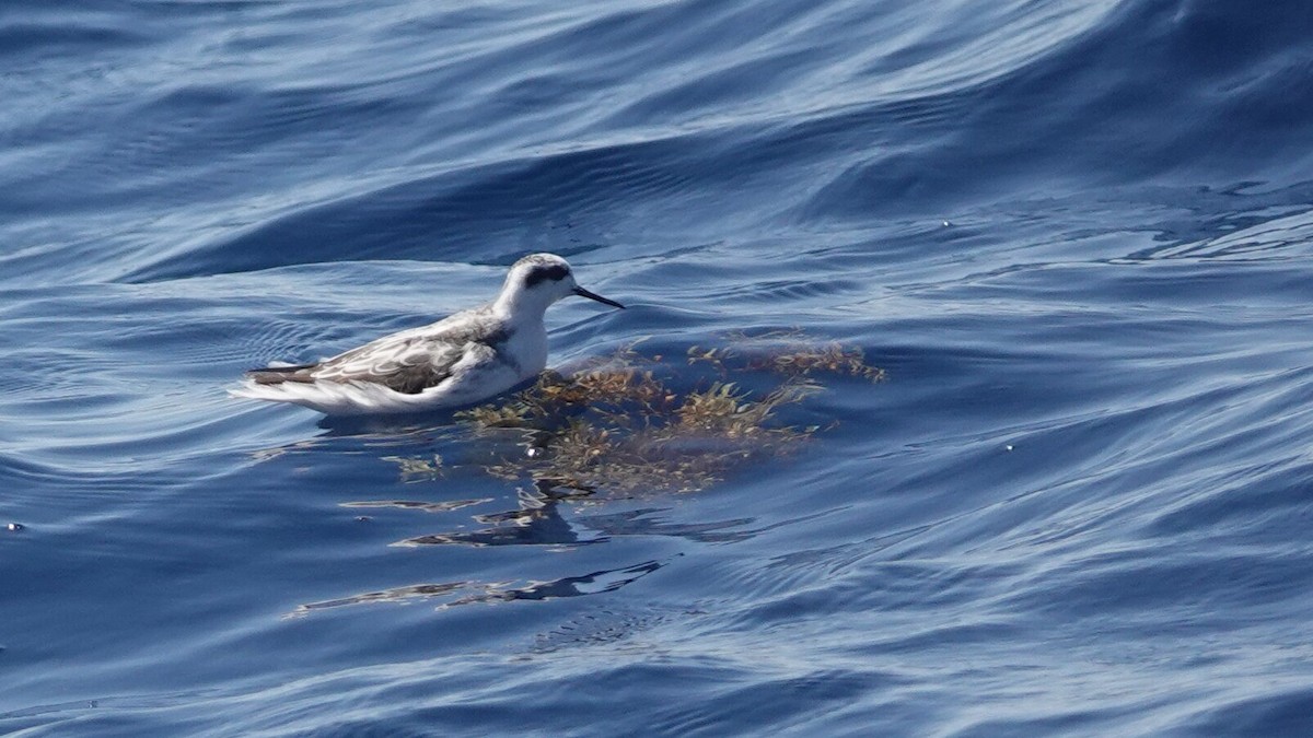 Red-necked Phalarope - ML641439536
