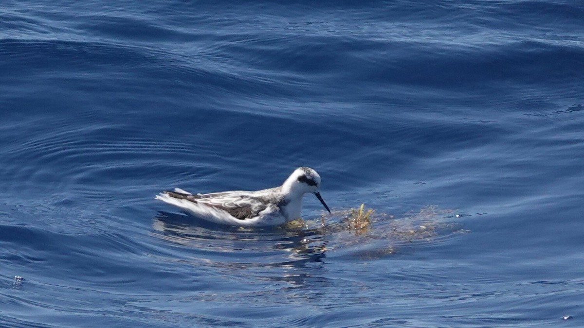 Red-necked Phalarope - ML641439537