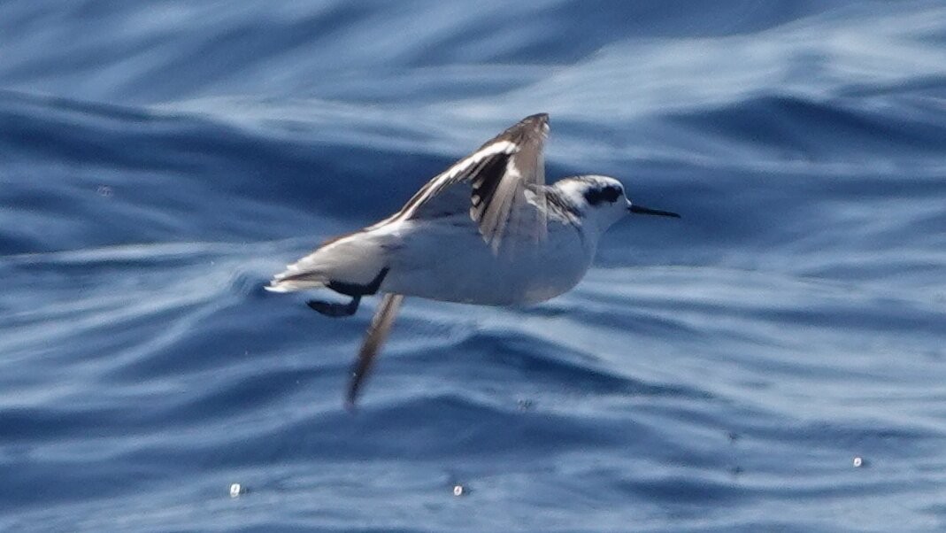 Red-necked Phalarope - ML641439538