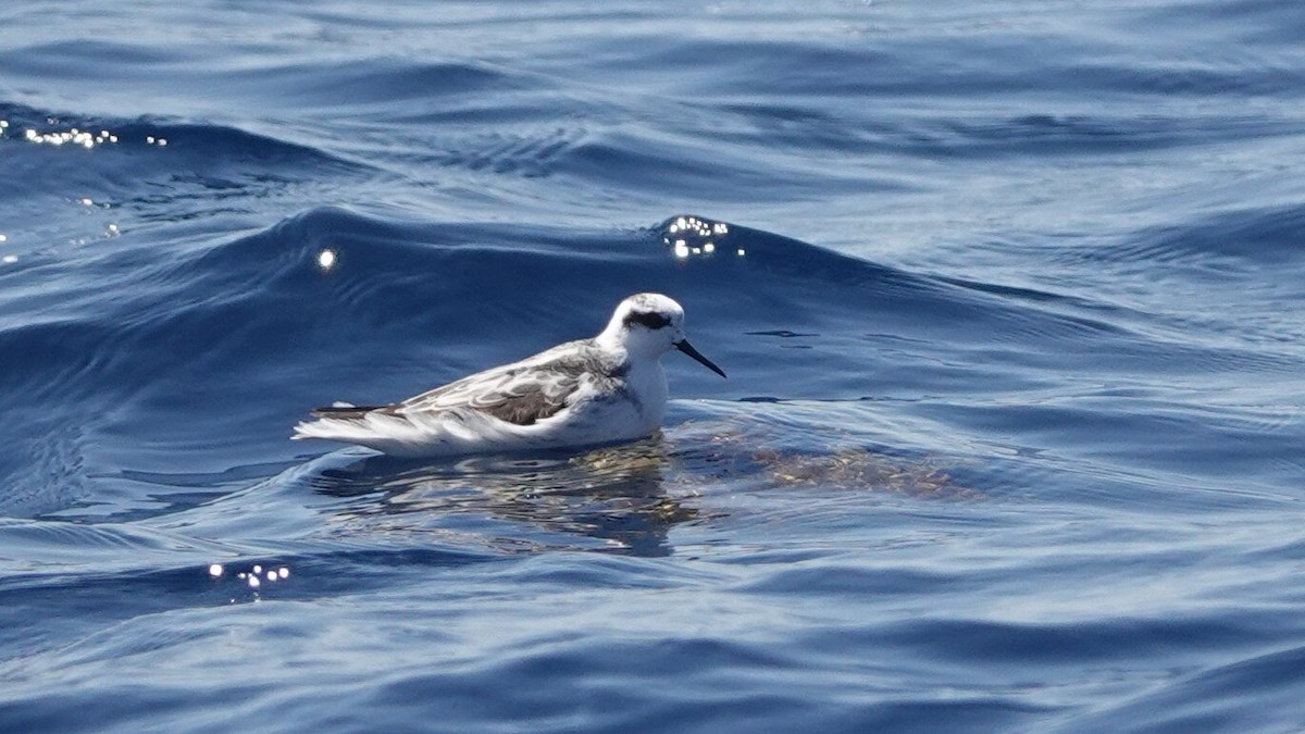 Red-necked Phalarope - ML641439539