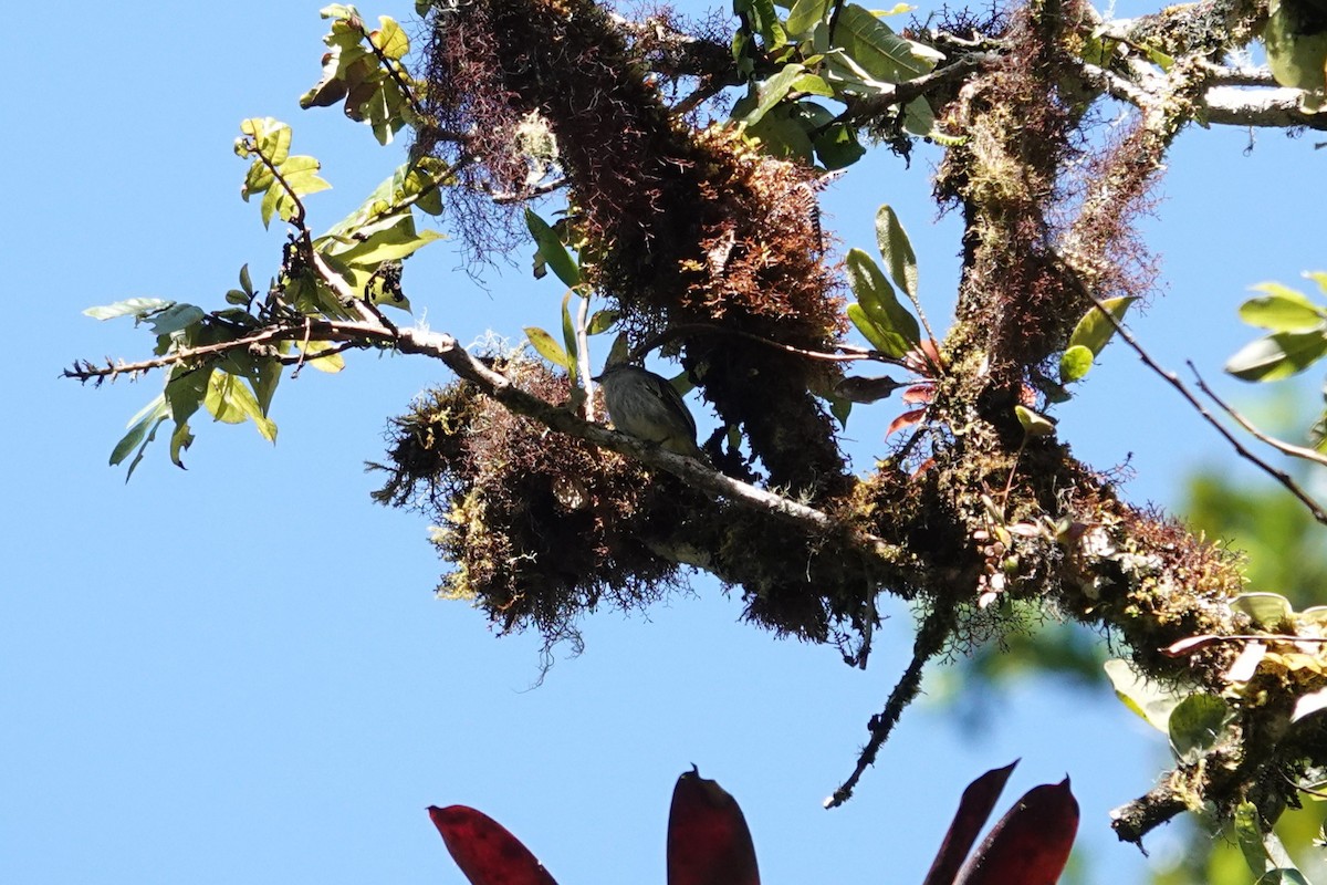 Mistletoe Tyrannulet - ML641439561