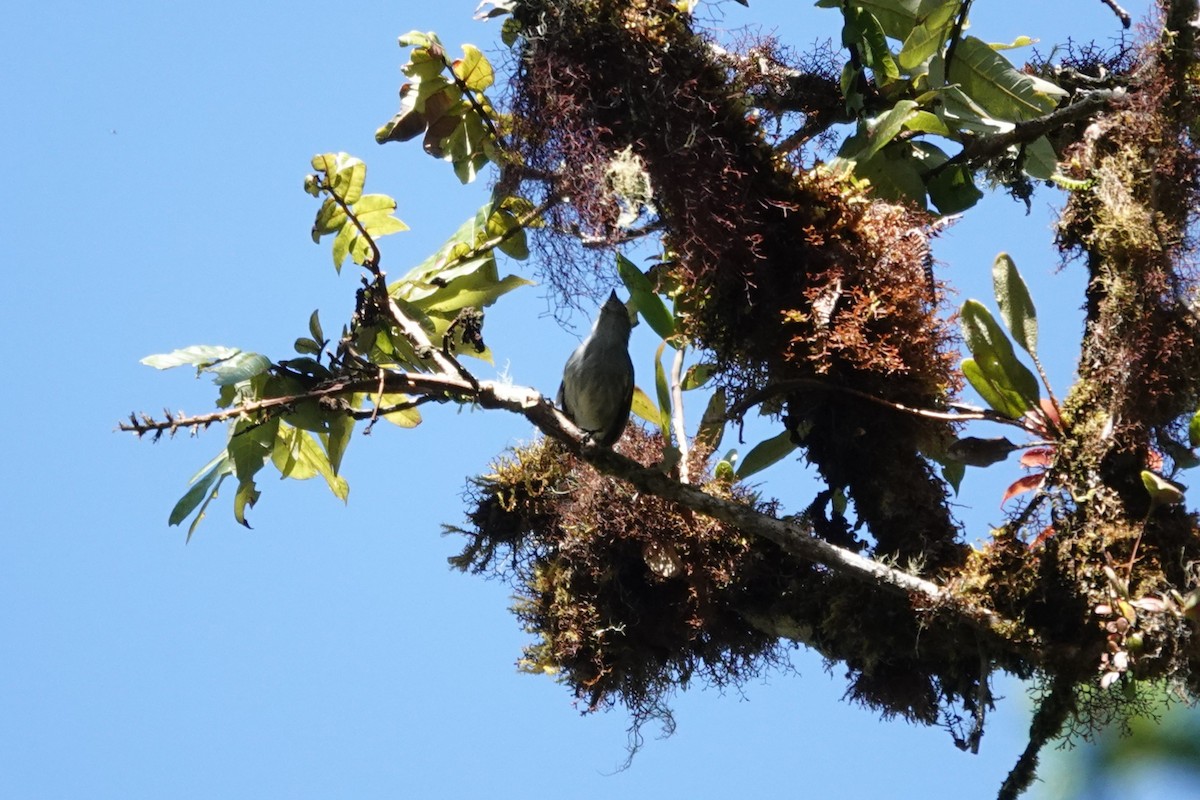 Mistletoe Tyrannulet - ML641439562
