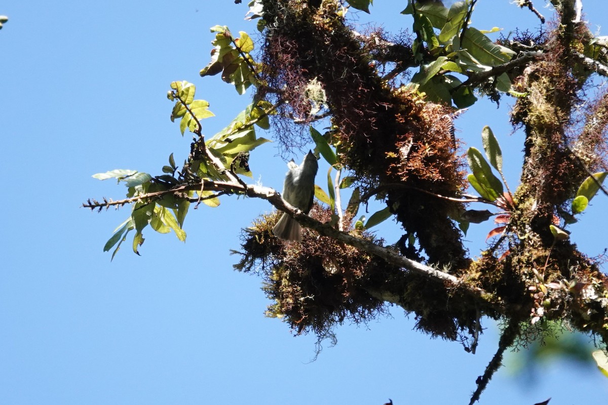 Mistletoe Tyrannulet - ML641439563