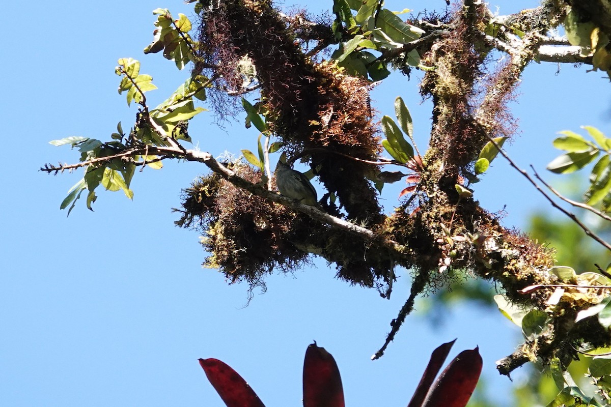 Mistletoe Tyrannulet - ML641439564