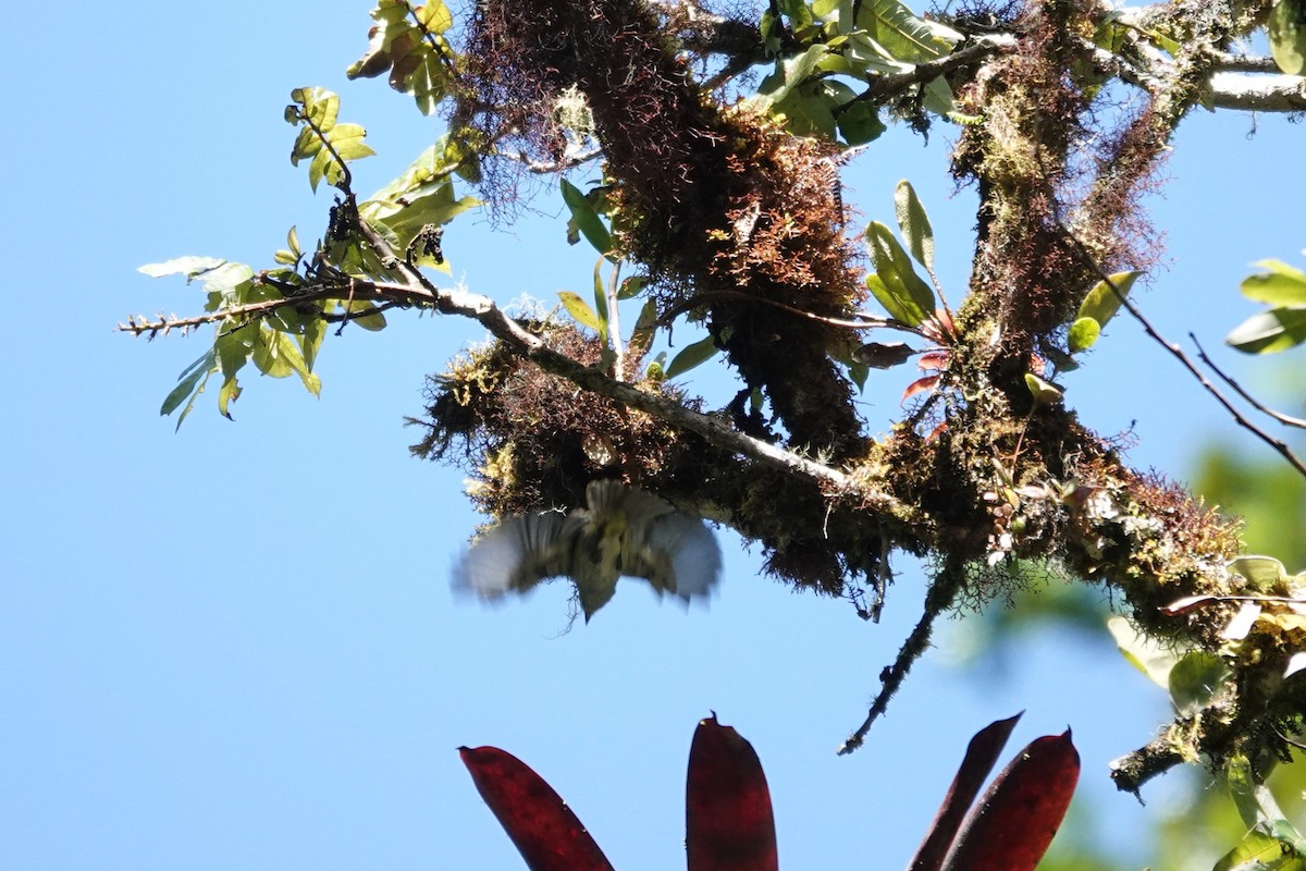 Mistletoe Tyrannulet - ML641439565
