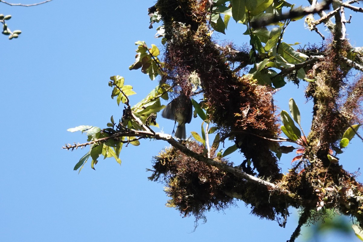 Mistletoe Tyrannulet - ML641439566