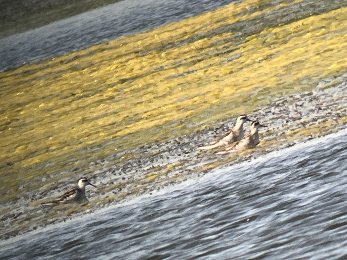 Red-necked Phalarope - ML641439611