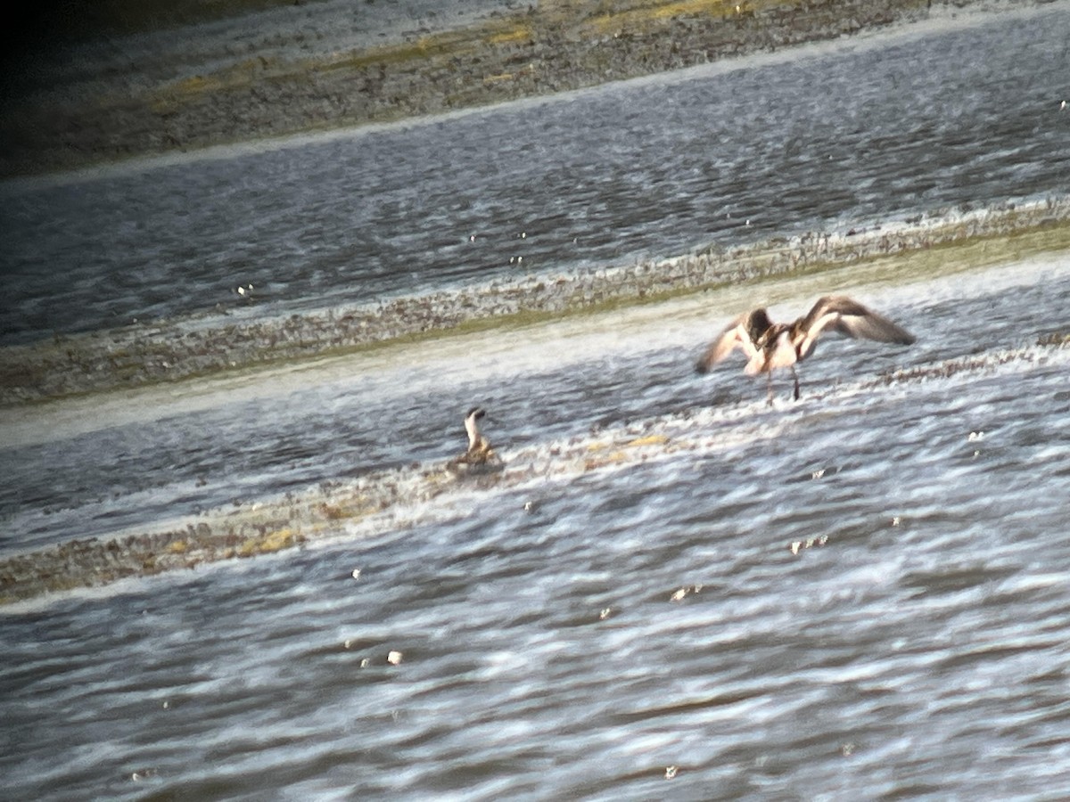 Red-necked Phalarope - ML641439612