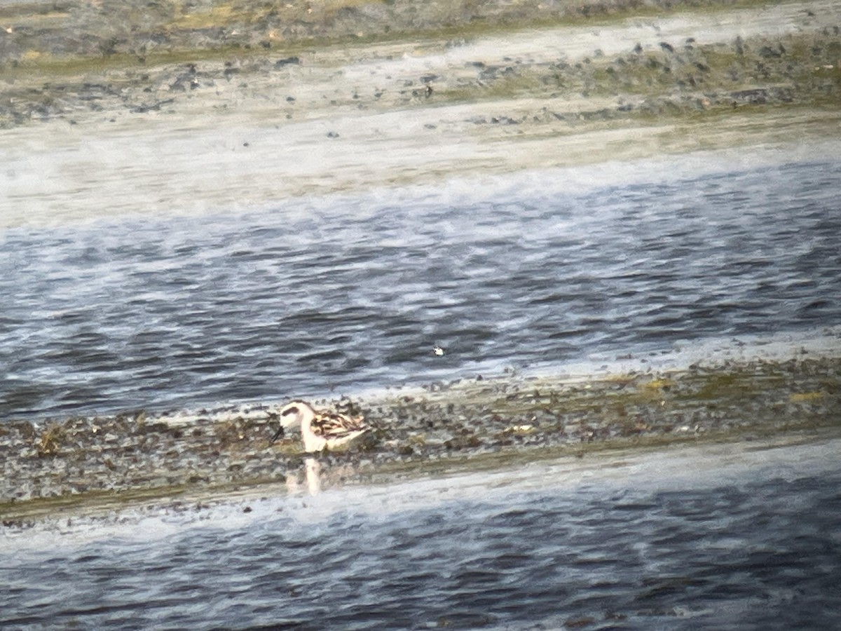 Red-necked Phalarope - ML641439613