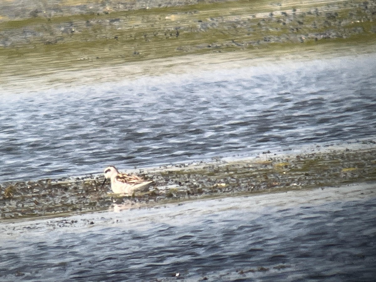 Red-necked Phalarope - ML641439614