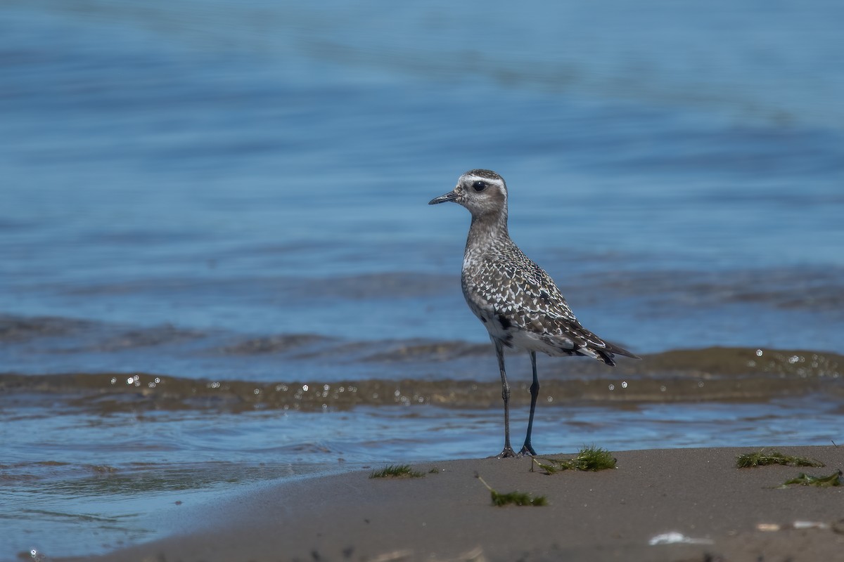 American Golden-Plover - ML641439620