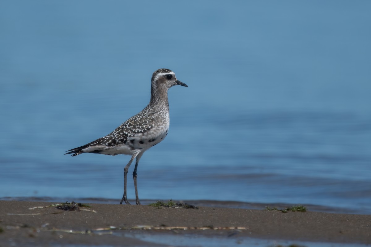 American Golden-Plover - ML641439621