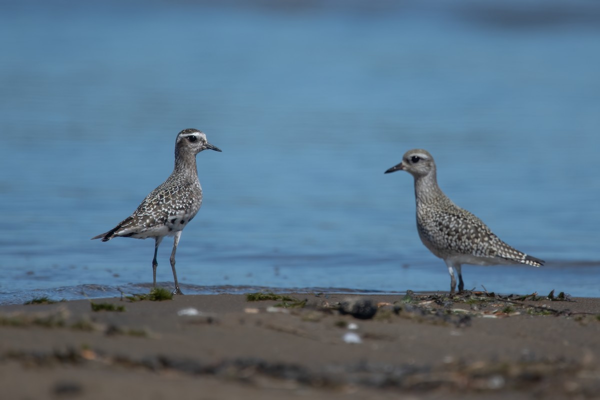 American Golden-Plover - ML641439622