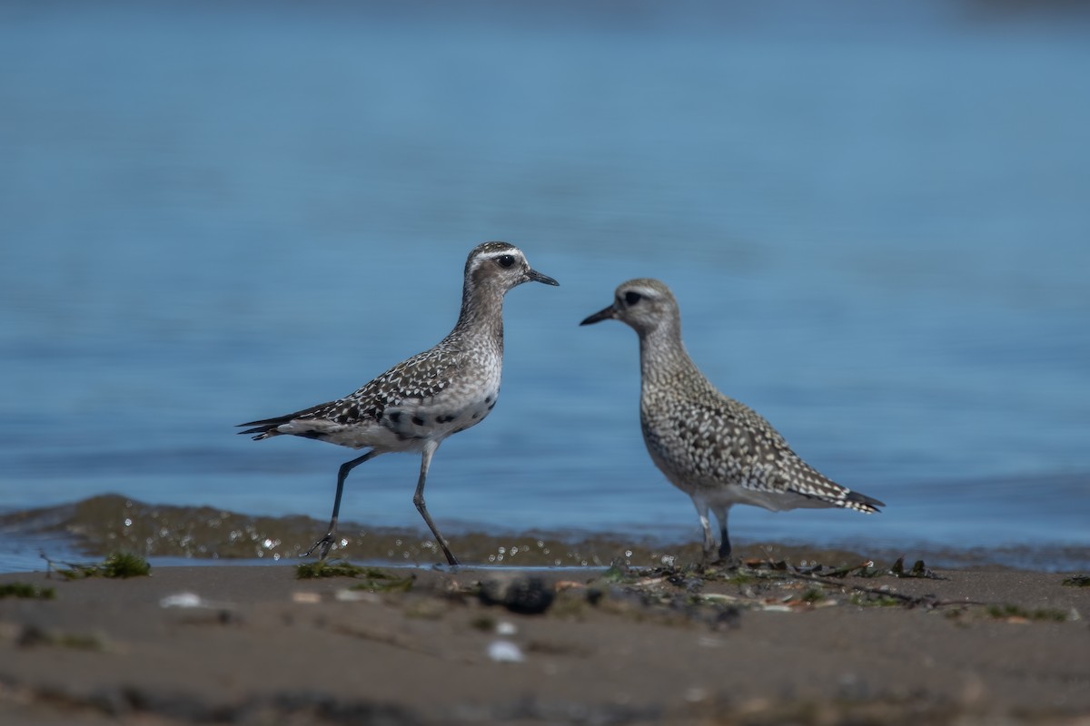 American Golden-Plover - ML641439623