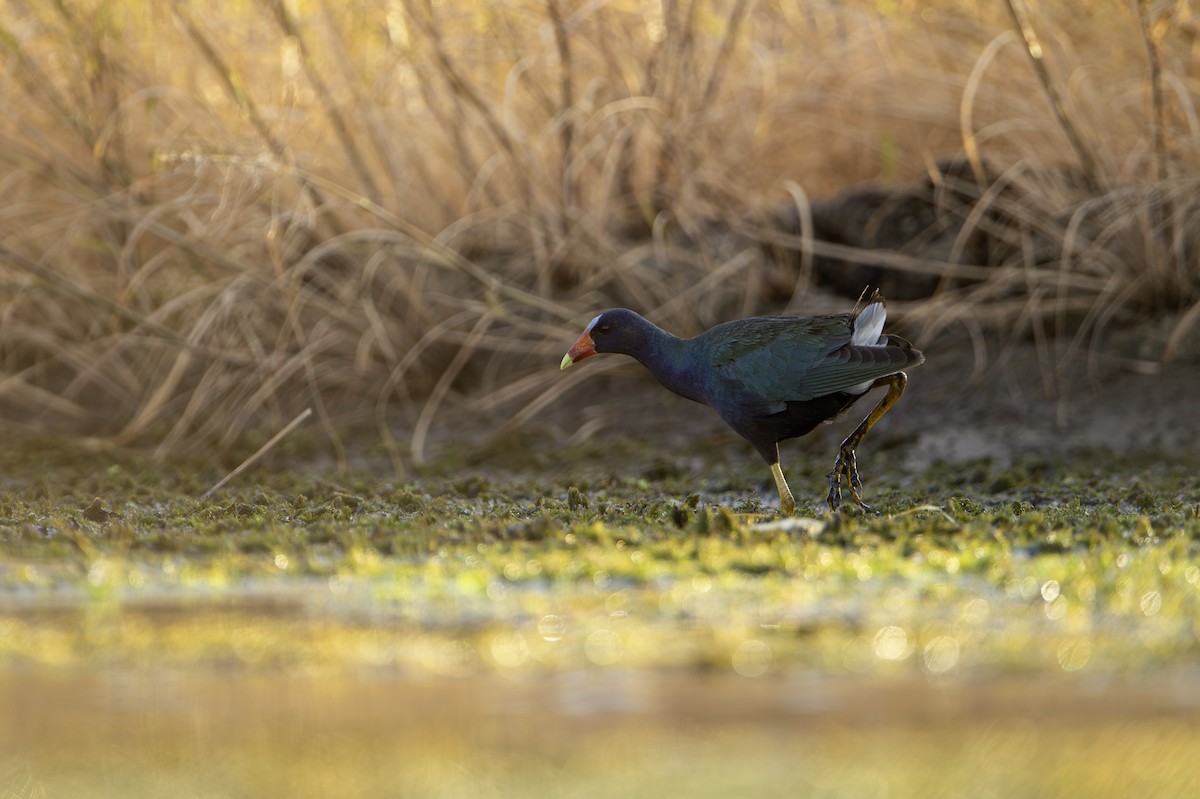 slípka žlutonohá - ML641439625