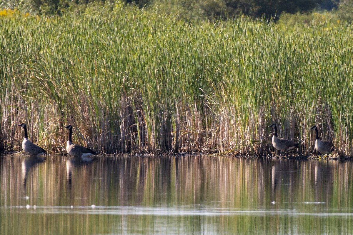 Canada Goose - ML641439627