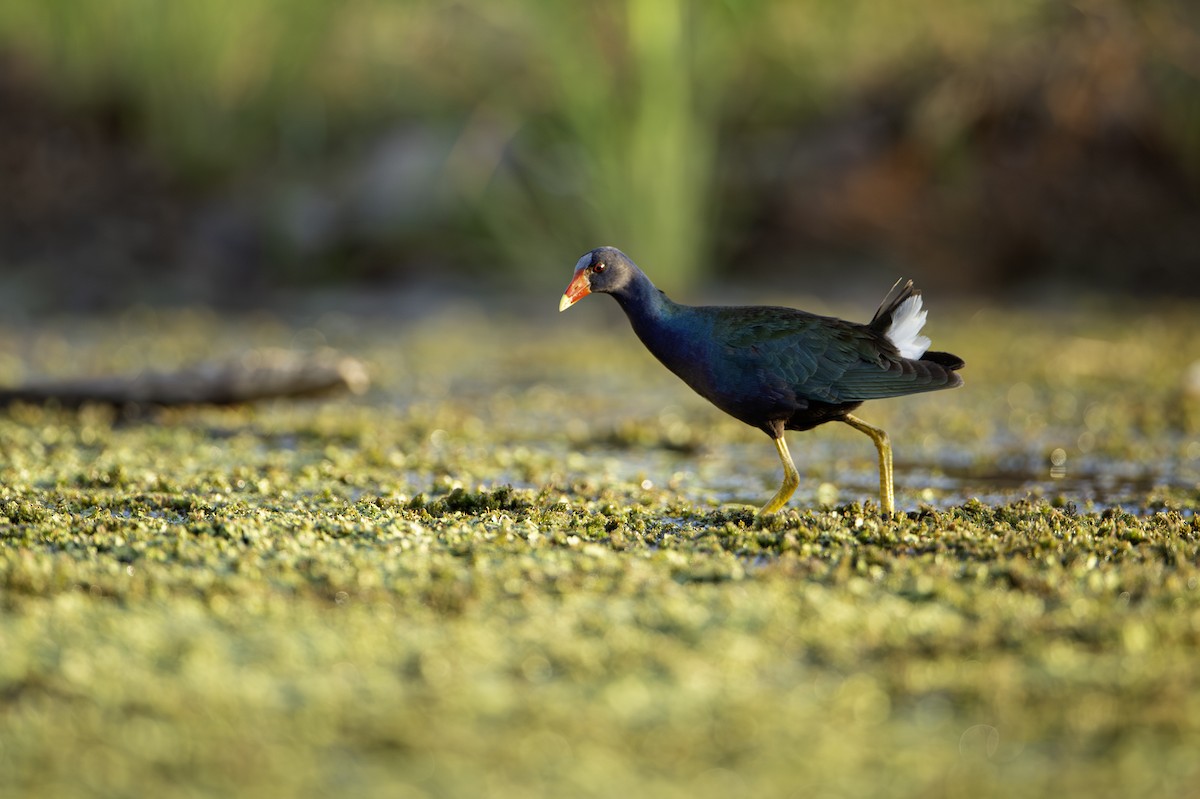 slípka žlutonohá - ML641439681