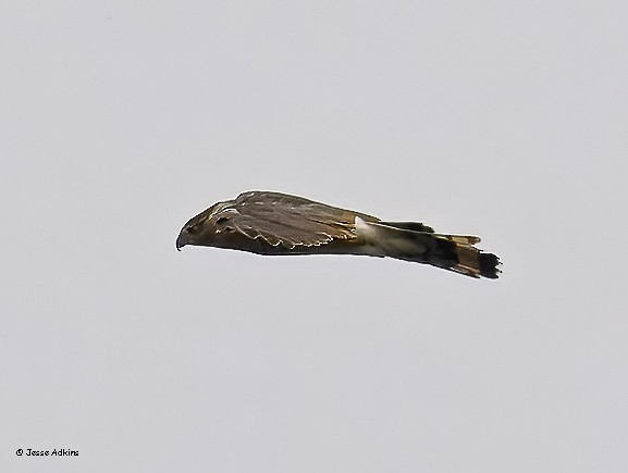 Sharp-shinned Hawk (Northern) - ML641439740
