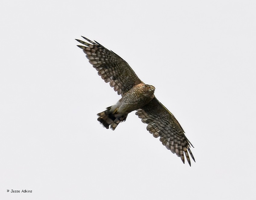 Sharp-shinned Hawk (Northern) - ML641439741