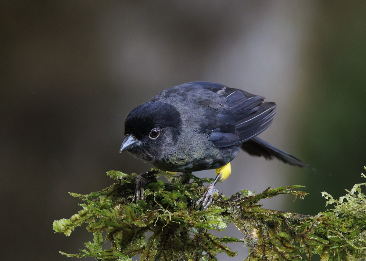Yellow-thighed Brushfinch - ML641439754