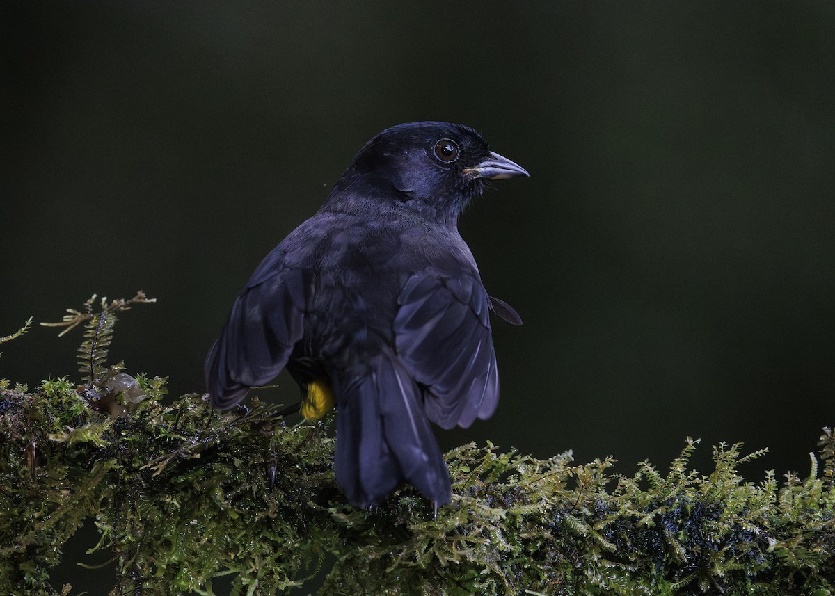 Yellow-thighed Brushfinch - ML641439756