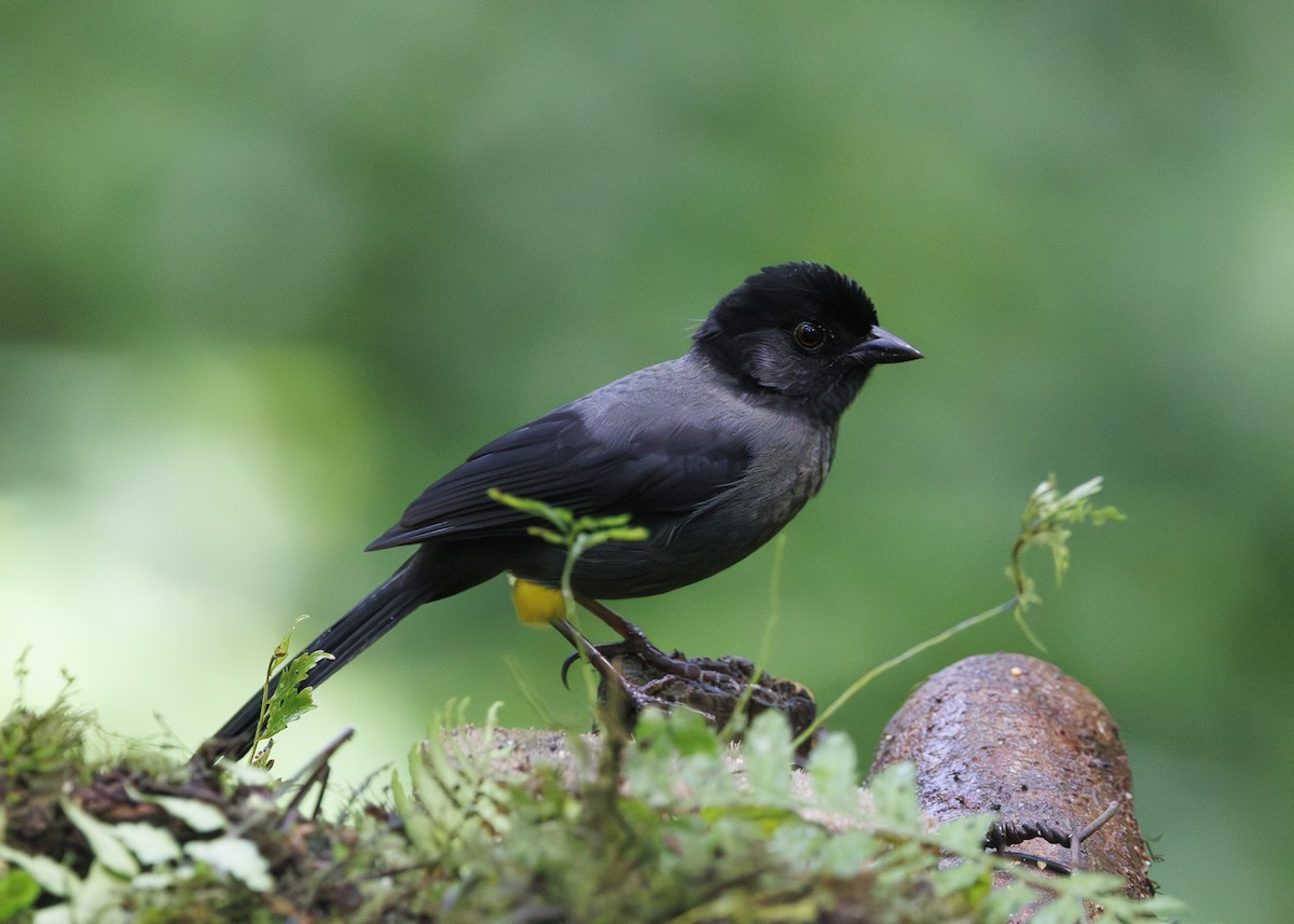 Yellow-thighed Brushfinch - ML641439757