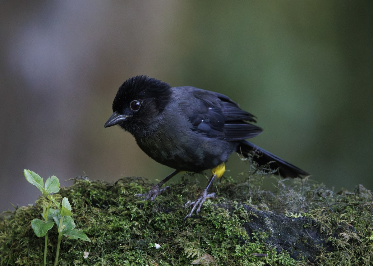 Yellow-thighed Brushfinch - ML641439758