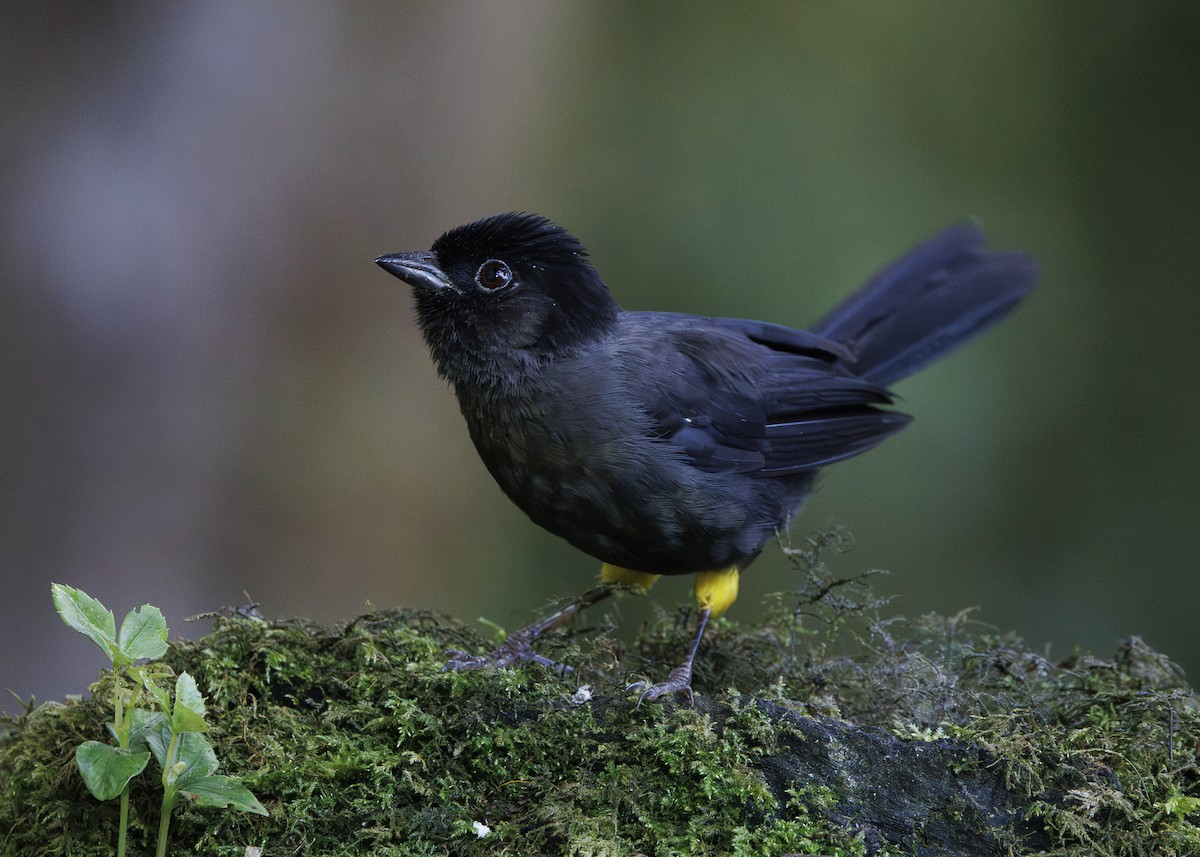 Yellow-thighed Brushfinch - ML641439759