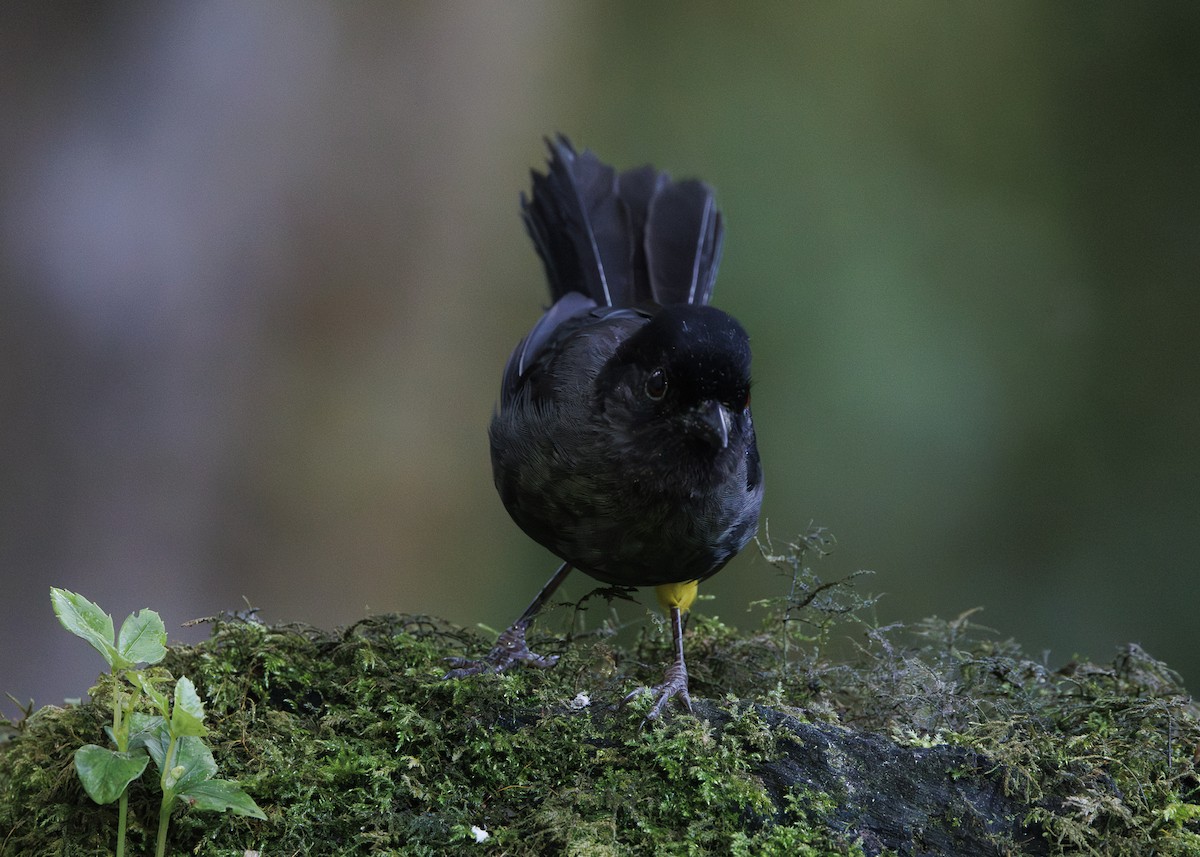 Yellow-thighed Brushfinch - ML641439761